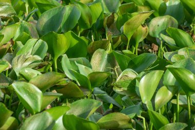 Pontederia Krassipes Su Sümbülü Tatlı Su Yaşam Alanında Yüzüyor