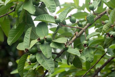 Tropikal Meyve Bahçesinde Meyveli Psidyum Guajava Guava Ağacı