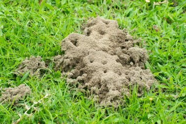 Yeşil Çimenlerdeki Kum tepeciği Doğal Arazi Manzarası