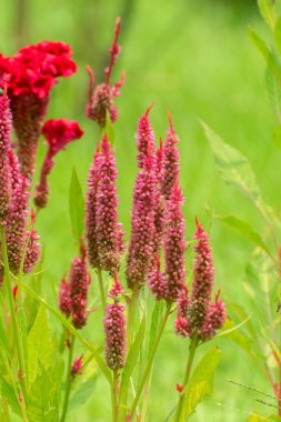 Yeşil bir yaz tarlasında yetişen Celosia argentea gümüşi horoz gümüşü çiçekleri.