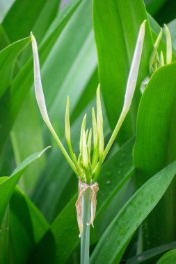 Hymenocallis Specosa yeşil renkli uzun taze yapraklı örümcek tomurcukları..