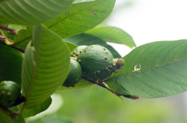 Tropikal ağaçta yetişen Psidium guajava guava meyvesi.