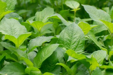 Synedrella nodiflora Cinderella tarlada yabani ot yetiştiriyor..