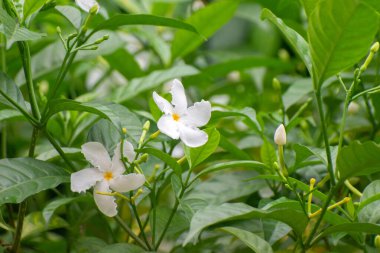 Tabernaemontana divaricata crape yasemin çiçeği beyaz çiçek.