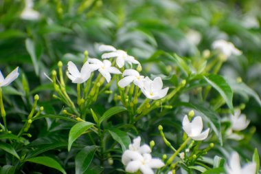 Tabernaemontana divaricata crape yasemin çiçeği açıyor