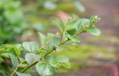 Ziziphus Mauritiana Hint jujube yaprakları dalda