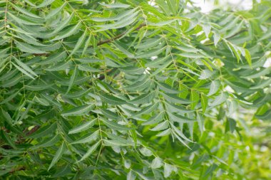 Azadirachta indica neem yaprakları geleneksel bitkisel ilaçlarda kullanılır.