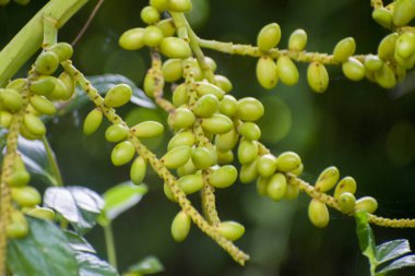 Dypsis lutescens areca palmiye meyvesi yeşil bahçede kapanıyor