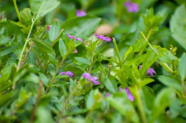 Cuphea hyssopifolia Meksika fundalığı açık havada çiçek açıyor.