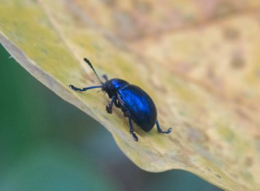 Sarı yaprağa sarılan parlak mavi böcek.
