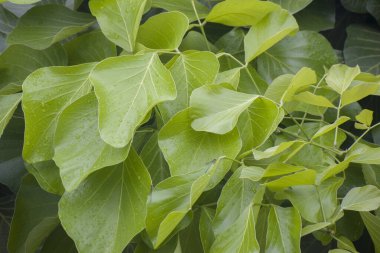 Doğal ortamda yetişen erythrina subumbrans ağacı
