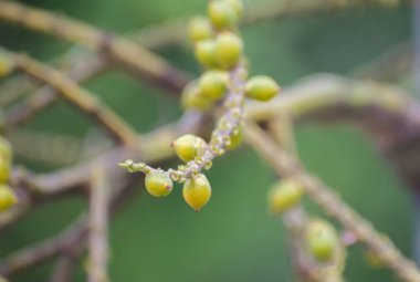 Tropikal Bahçedeki MacArthur Palmiyesi Ptychosperma macarthurii.