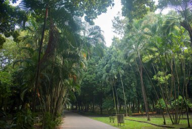 Yeşillik ve Gölgeli Sakin Tropikal Park Yolu.