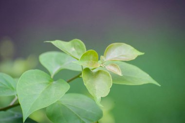 Bougainvillea glabra Kağıt Çiçek Yeşillik Yaprakları.