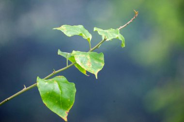 Yeşil Yapraklar ve Doğal Yumuşak Geçmişli Dalı Kapat.