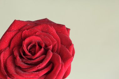 Kırmızı gül
