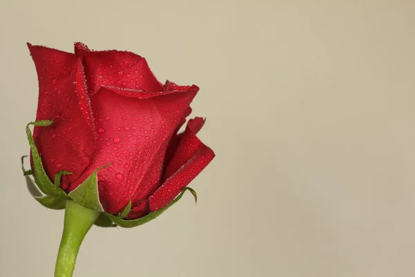 Red rose — Stock Photo, Image