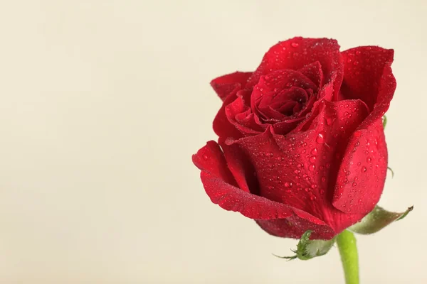 Merah mawar — Stok Foto