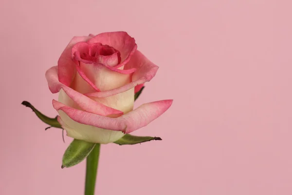 White rose with pink egdes on pink — Stock Photo, Image