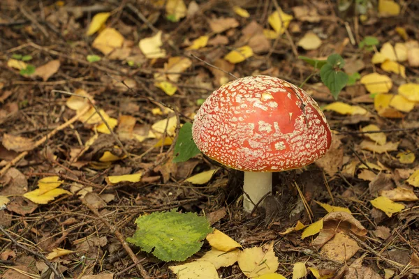 Amanita — Stock Photo, Image