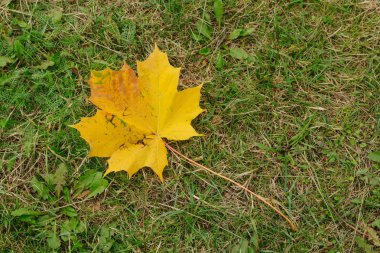 Çimlerin üzerinde sarı yaprak