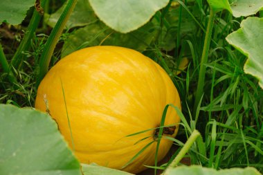 Bahçedeki balkabağı