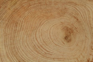 Çapraz kesim ahşap doku