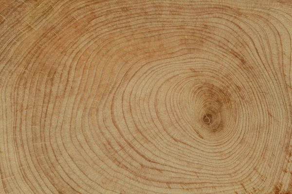 Cross cut wood texture — Stock Photo, Image