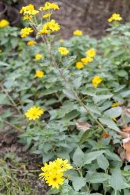 Sighnaghi sokaklarında sarı sonbahar çiçekler