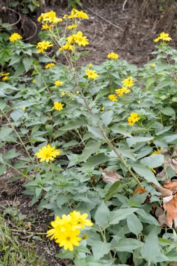 Sighnaghi sokaklarında sarı sonbahar çiçekler