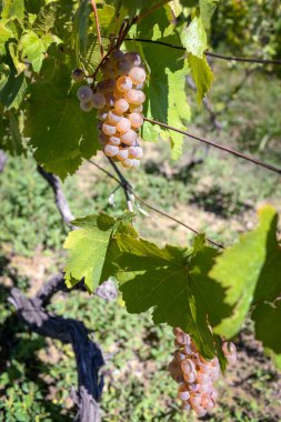 Rtveli - Gürcistan'daki gelenek hasat üzüm