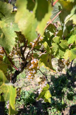 Rtveli - Gürcistan'daki gelenek hasat üzüm