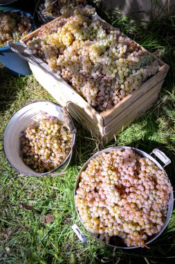 Rtveli - grapes harvesting tradition in Georgia clipart