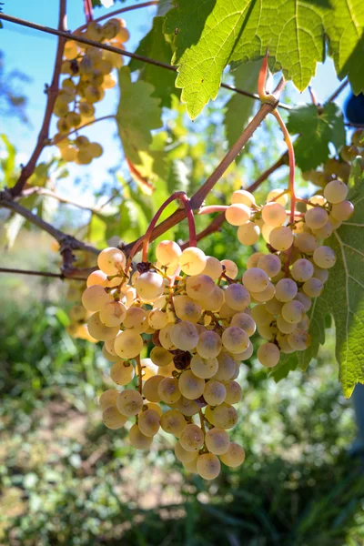 Rtveli - grapes harvesting tradition in Georgia — Stock Photo, Image