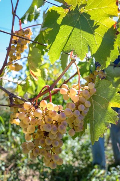 Rtveli - grapes harvesting tradition in Georgia — Stock Photo, Image