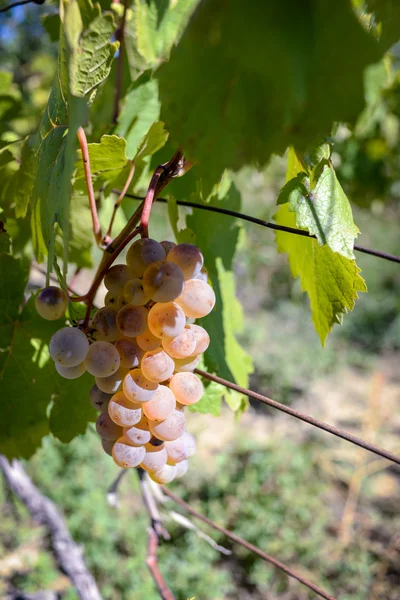 Rtveli - grapes harvesting tradition in Georgia — Stock Photo, Image