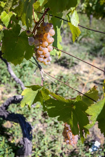 Rtveli - grapes harvesting tradition in Georgia — Stock Photo, Image