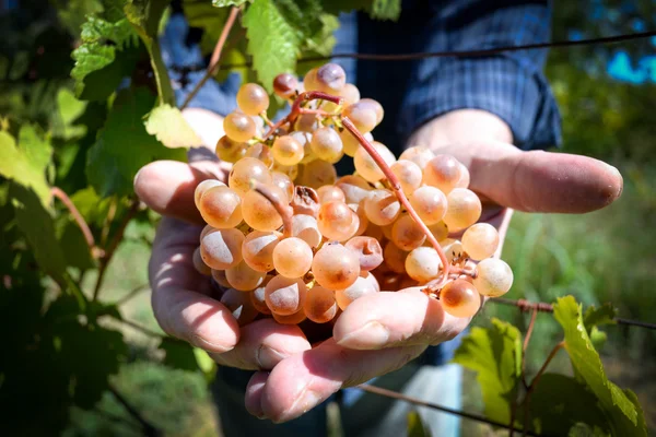 Rtveli - Gürcistan'daki gelenek hasat üzüm