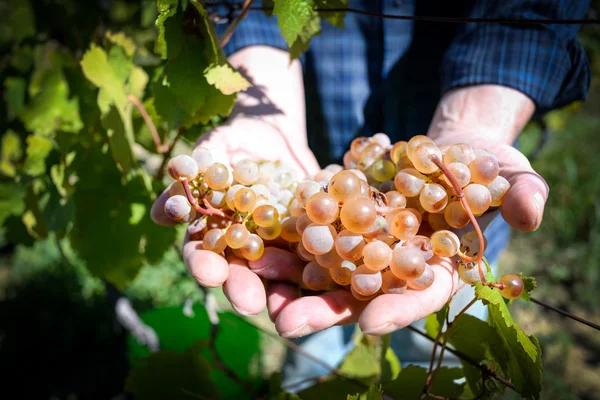 Rtveli - Gürcistan'daki gelenek hasat üzüm