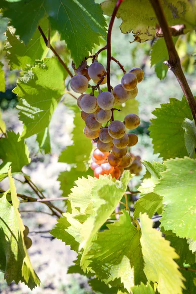 Rtveli - grapes harvesting tradition in Georgia — Stock Photo, Image