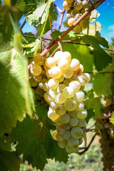 Rtveli - grapes harvesting tradition in Georgia — Stock Photo, Image