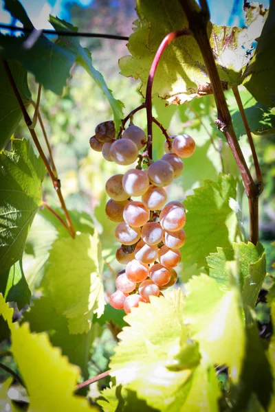 Rtveli - tradycja w Gruzji do zbioru winogron — Zdjęcie stockowe