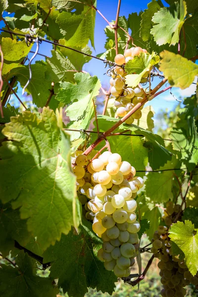 Rtveli - grapes harvesting tradition in Georgia — Stock Photo, Image