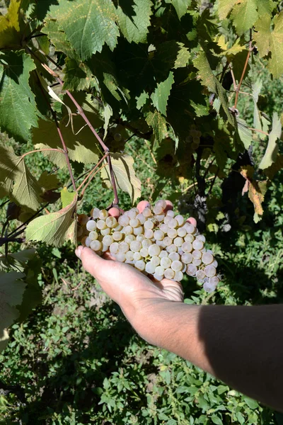 Rtveli - tradición de cosecha de uvas en Georgia — Foto de Stock