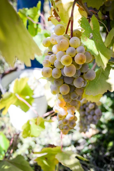 Rtveli - grapes harvesting tradition in Georgia — Stock Photo, Image