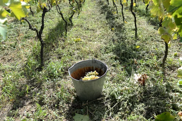 Rtveli - Gürcistan'daki gelenek hasat üzüm