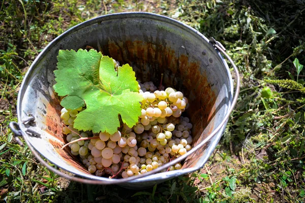 Rtveli - tradycja w Gruzji do zbioru winogron — Zdjęcie stockowe
