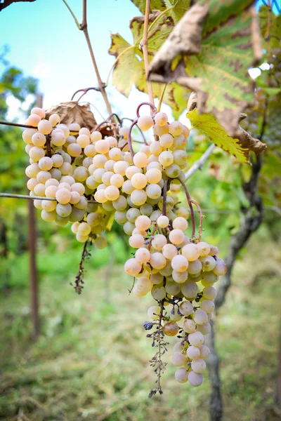 Rtveli - Tradition der Weinlese in Georgien — Stockfoto
