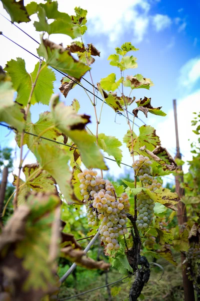 Rtveli - grapes harvesting tradition in Georgia — Stock Photo, Image