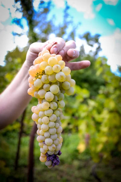 Rtveli - grapes harvesting tradition in Georgia — Stock Photo, Image